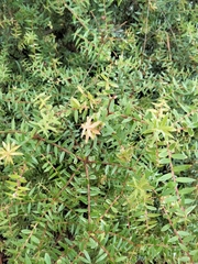 Acrotriche divaricata