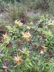 Acrotriche divaricata