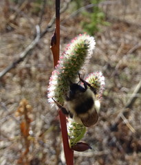 Bombus frigidus