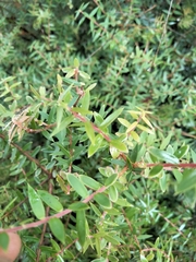 Acrotriche divaricata