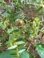 Acrotriche divaricata