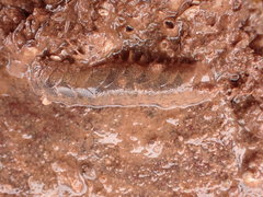 Lepidonotus squamatus