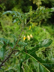 Solanum atropurpureum