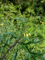 Solanum atropurpureum
