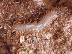 Lepidonotus squamatus