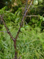 Solanum atropurpureum