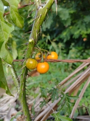 Solanum atropurpureum