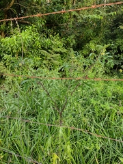 Solanum atropurpureum