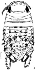 Sphaeroma