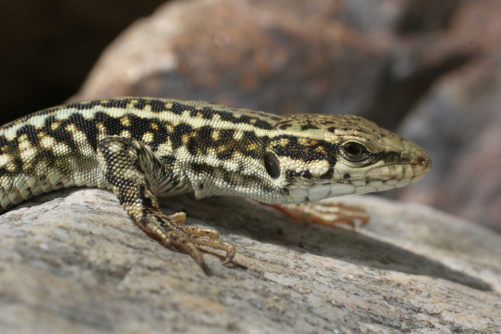 Erhard's Wall Lizard