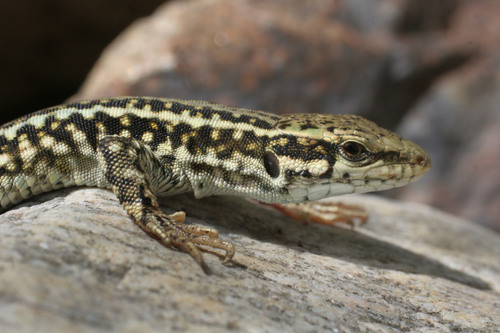 Erhard's Wall Lizard
