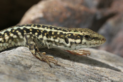 Podarcis erhardii riveti