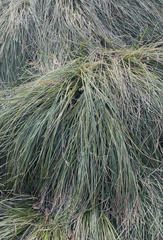 Carex secta