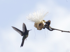 Heliodoxa leadbeateri