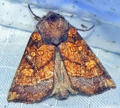 Papaipema impecuniosa