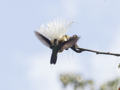 Heliodoxa leadbeateri