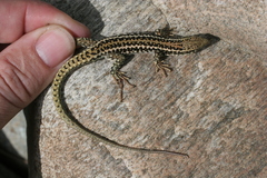 Podarcis erhardii riveti