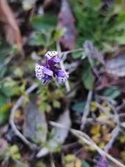 Linaria amethystea amethystea