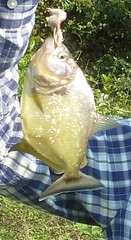 Serrasalmus maculatus