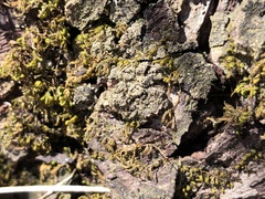 Endocarpon pallidulum