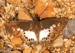 Seseria strigata