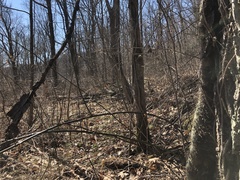 Endocarpon pallidulum