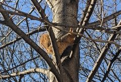 Sciurus niger
