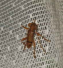 Xuthodes punctipennis