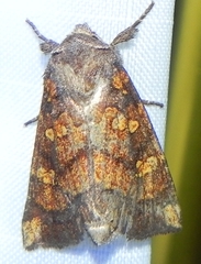 Papaipema impecuniosa