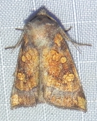 Papaipema impecuniosa