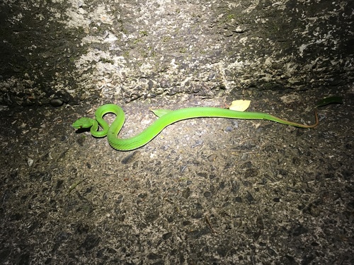 Photo of a Chinese Green Tree Viper (Trimeresurus stejnegeri)