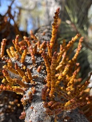 Arceuthobium vaginatum