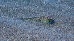 Trachinus radiatus