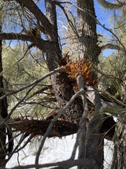 Arceuthobium vaginatum