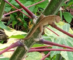 Anolis sagrei