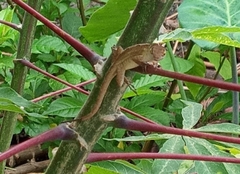 Anolis sagrei