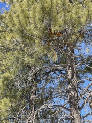 Arceuthobium vaginatum