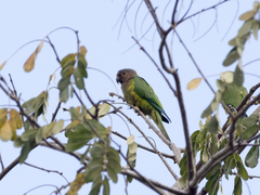 Eupsittula pertinax