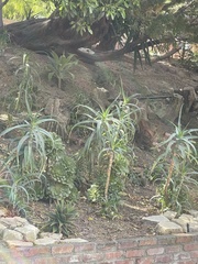 Aloiampelos striatula