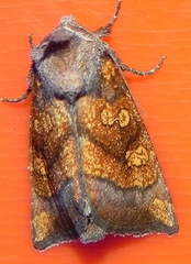 Papaipema impecuniosa