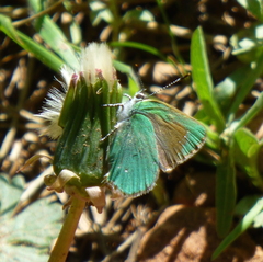 Callophrys affinis
