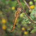 薄翅蜻蜓 - Photo 由 Mariano Fernández Kloster 所上傳的 (c) Mariano Fernández Kloster，保留部份權利CC BY-NC