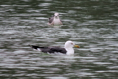 Larus fuscus