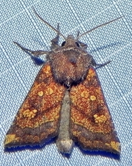 Papaipema impecuniosa