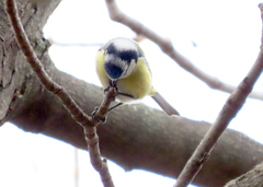 Cyanistes caeruleus