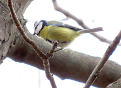 Cyanistes caeruleus
