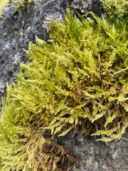 Homalothecium aureum