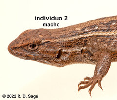 Liolaemus abdalai