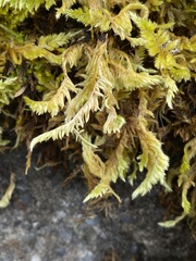 Homalothecium aureum