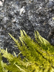 Homalothecium aureum